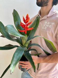 Aechmea orange