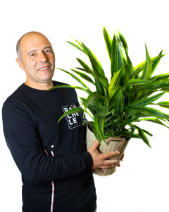 Dracaena Lemon