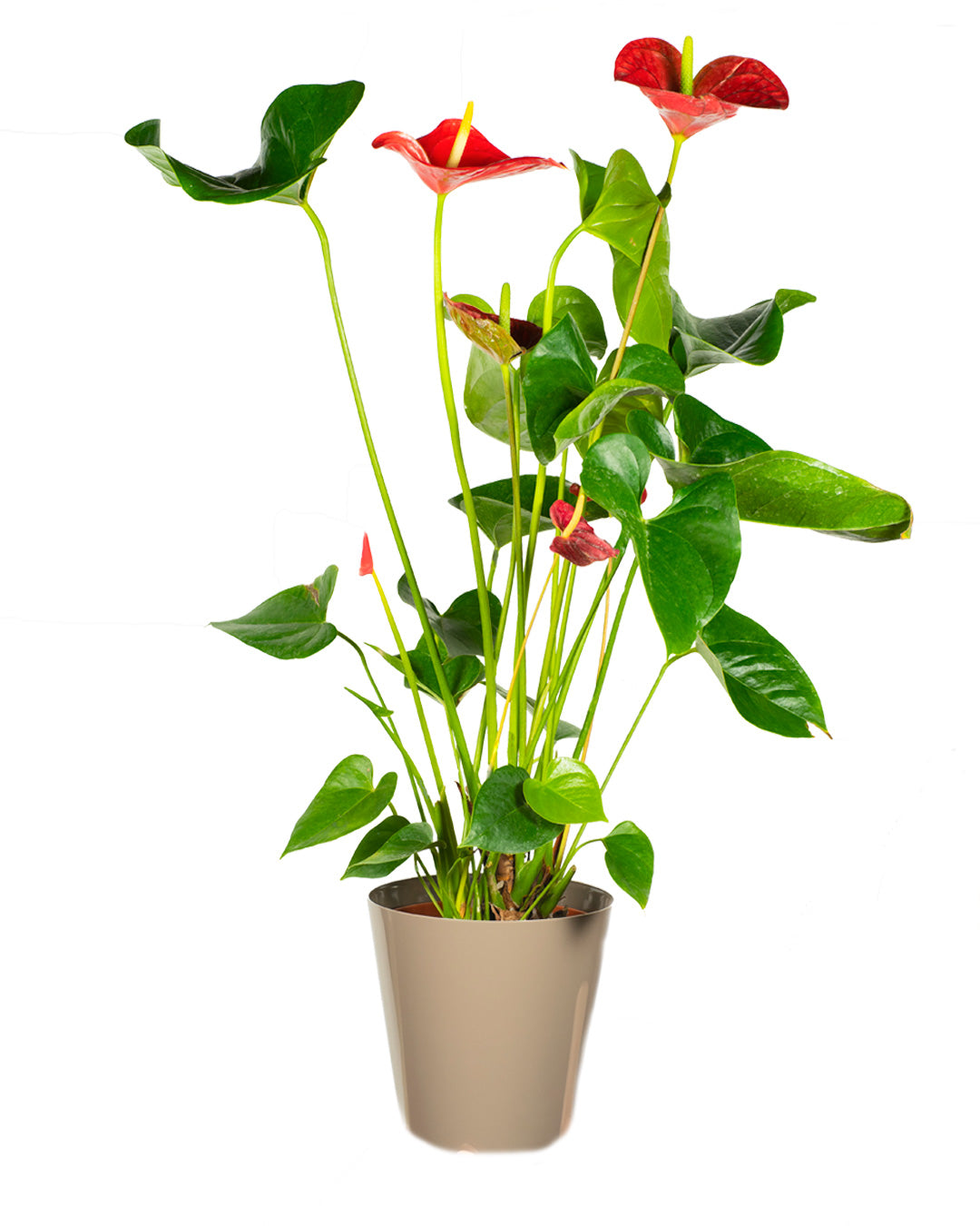 Anthurium