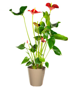 Anthurium