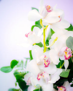 ARMONIA