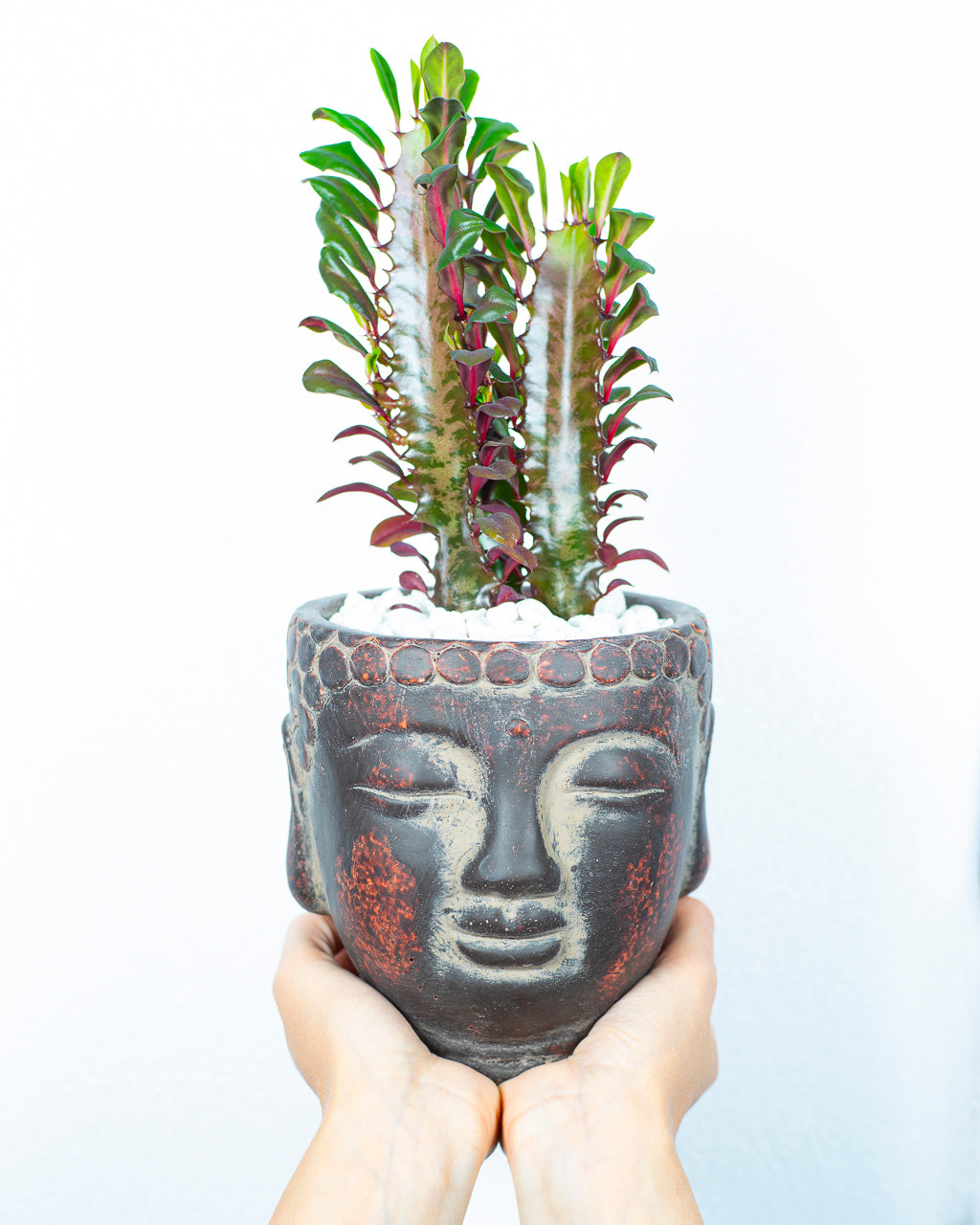 Buddha Grande