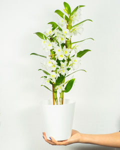 Dendrobium