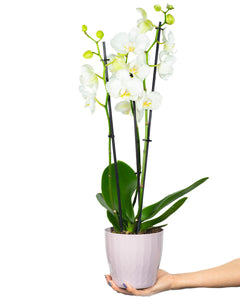 Phalaenopsis