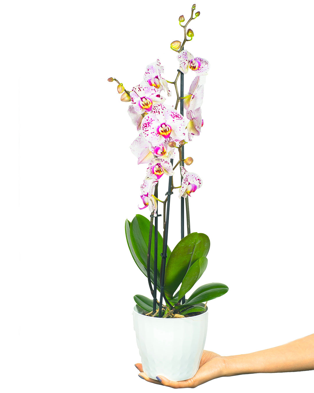 Phalaenopsis