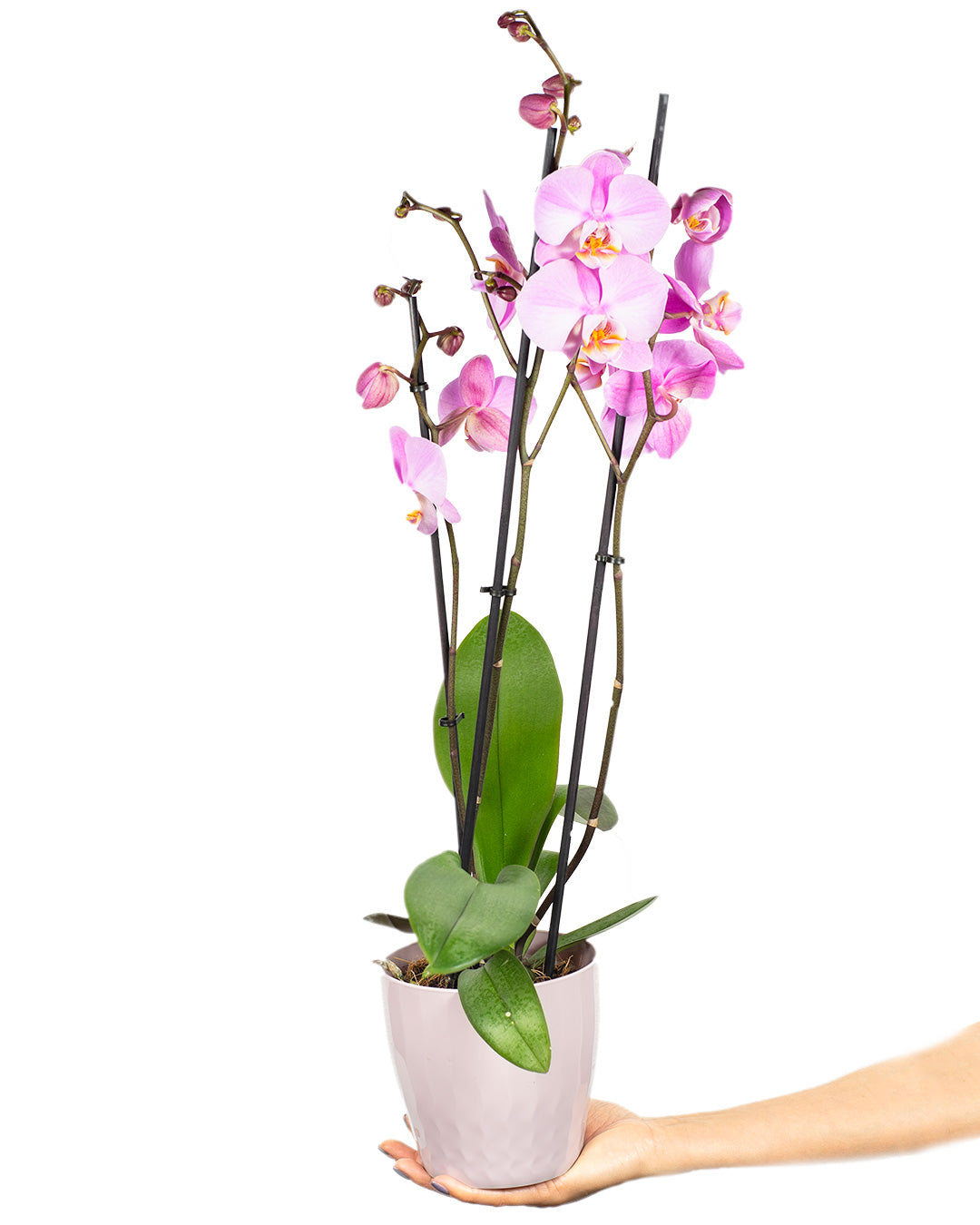 Phalaenopsis