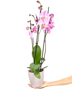 Phalaenopsis