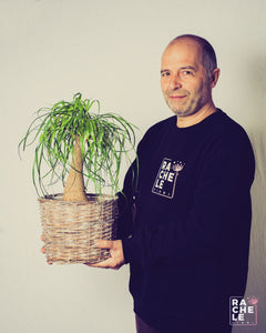 Beaucarnea