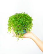 Carica l&#39;immagine nel visualizzatore di Gallery, White Circle
